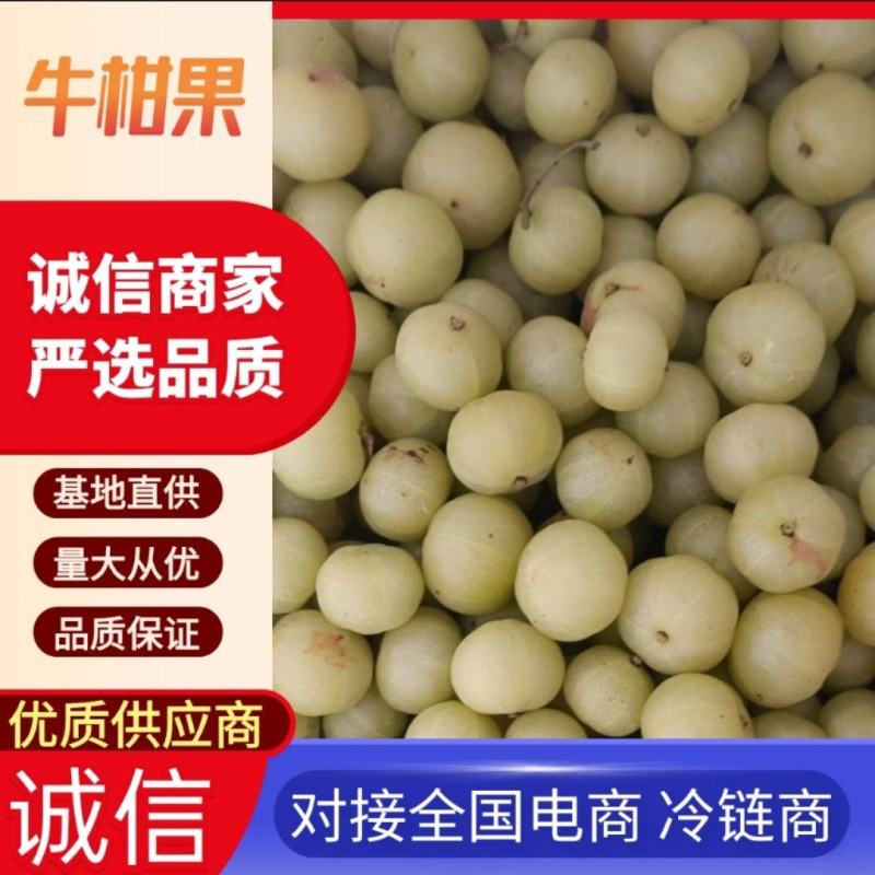 《余甘果》牛柑果/油柑果/广西余甘果/产地货源/全国供应