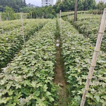 枫香杯苗规格齐全一手货源价格可谈全国接单