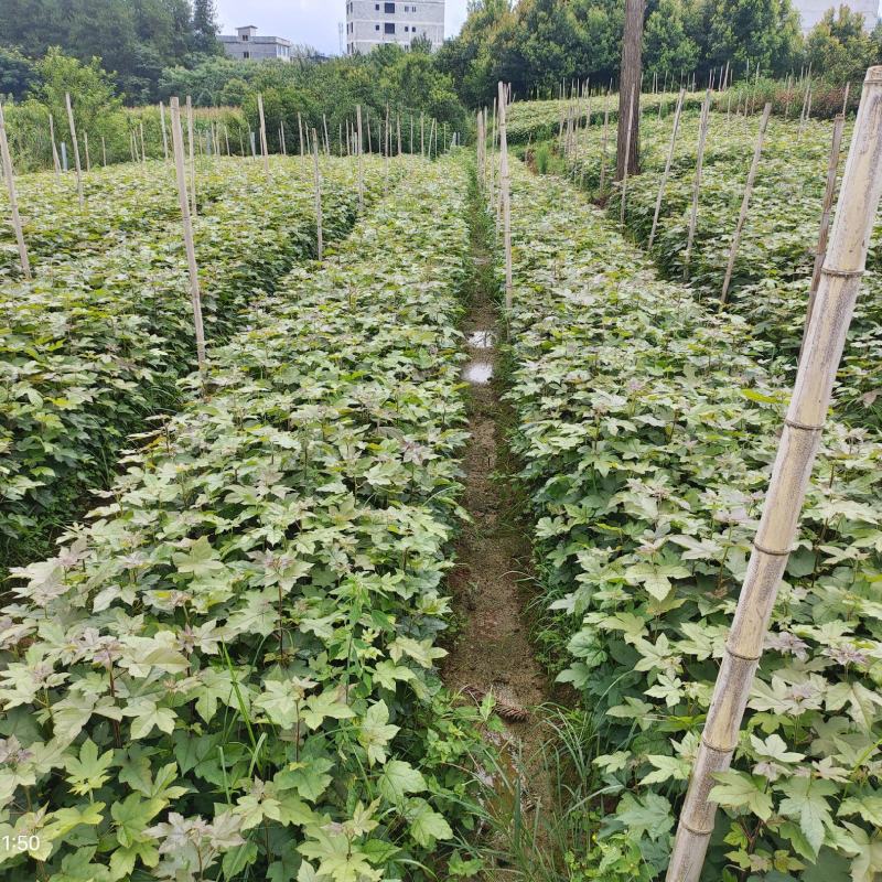 枫香杯苗规格齐全一手货源价格可谈全国接单