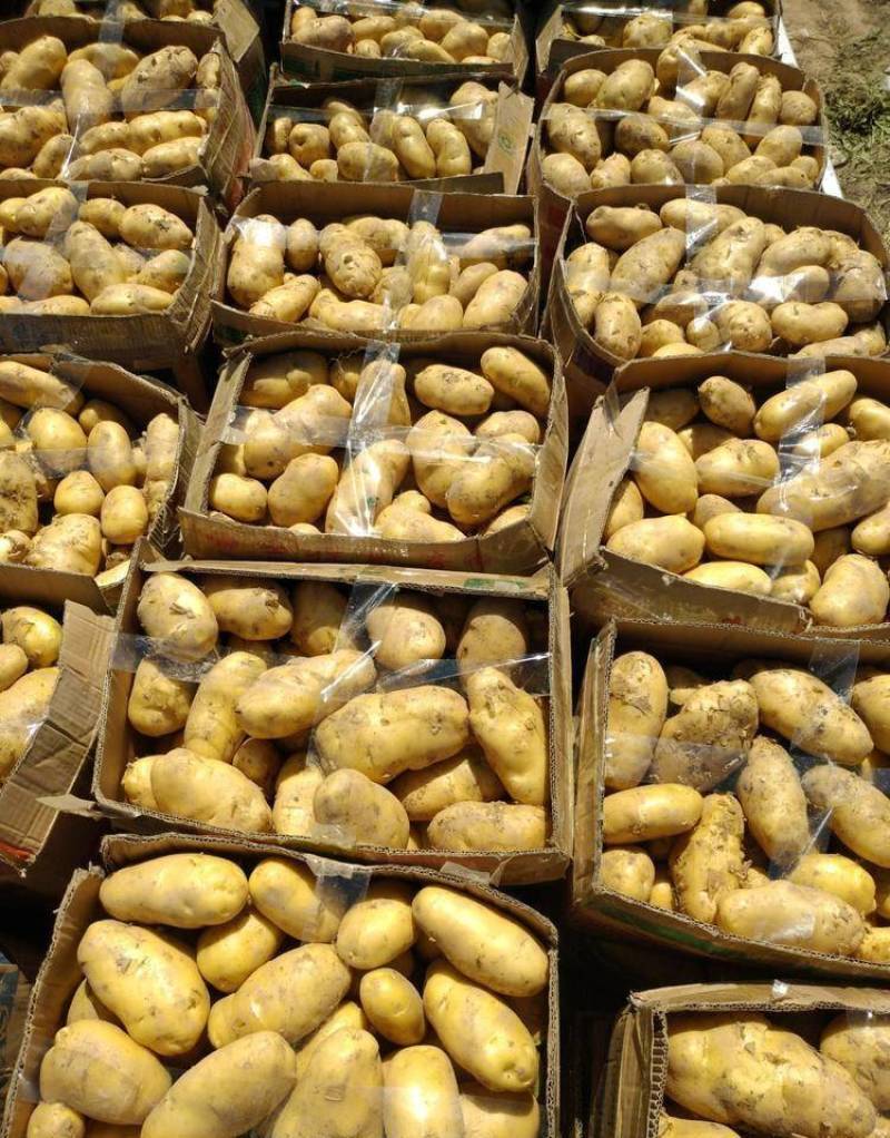 《推荐》通许万亩沃土希森土豆商超品质量大从优