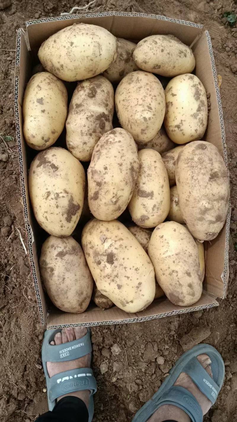 《推荐》通许万亩沃土希森土豆商超品质量大从优
