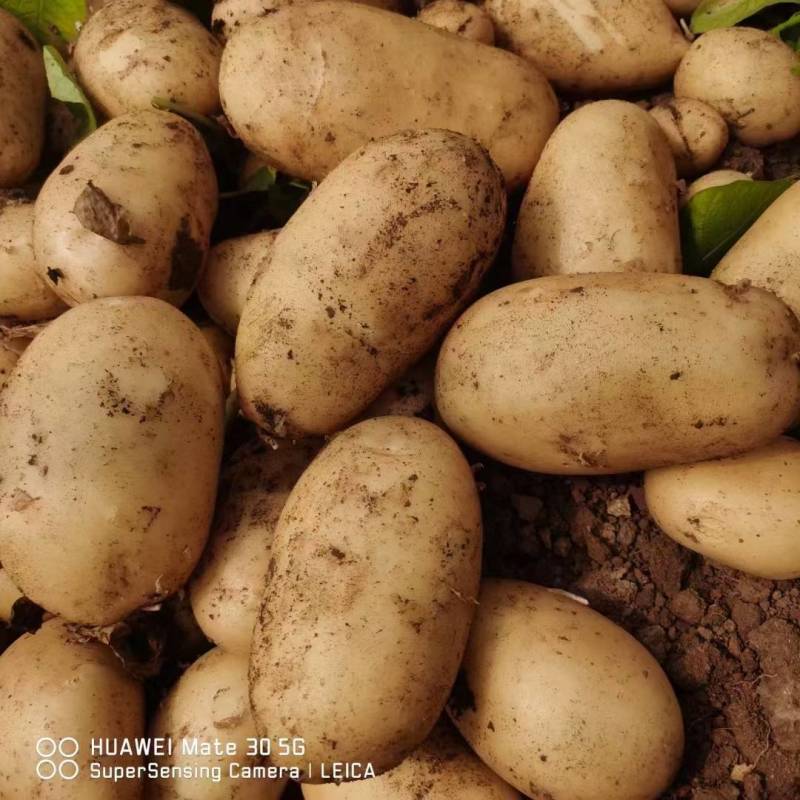 《推荐》通许万亩沃土希森土豆商超品质量大从优