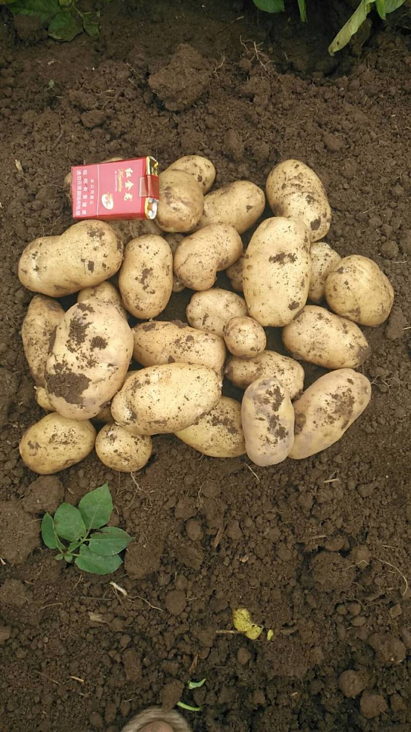《推荐》通许万亩沃土希森土豆商超品质量大从优