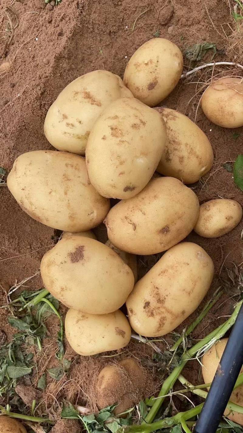 《推荐》通许万亩沃土希森土豆商超品质量大从优