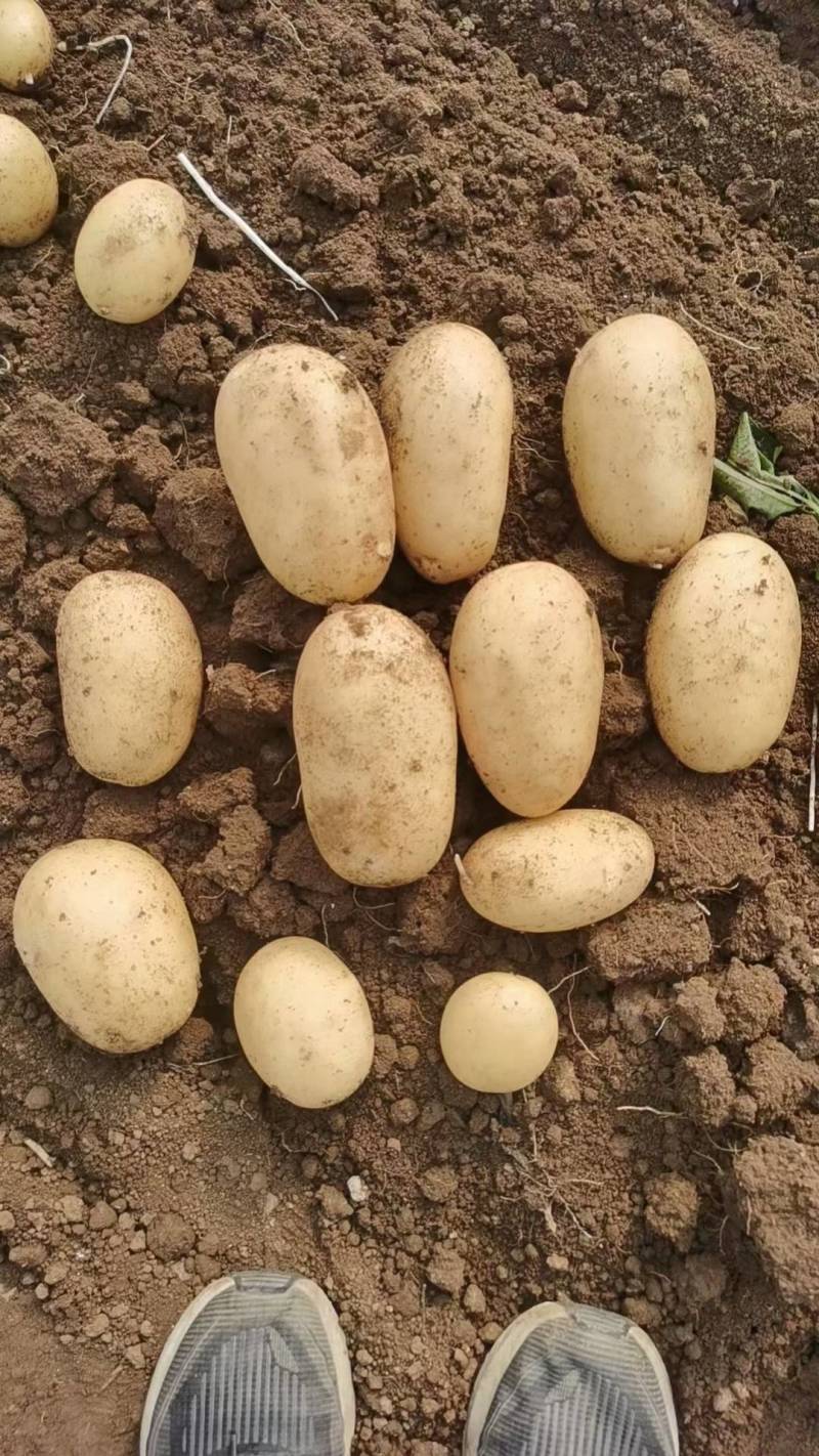 《推荐》通许万亩沃土希森土豆商超品质量大从优