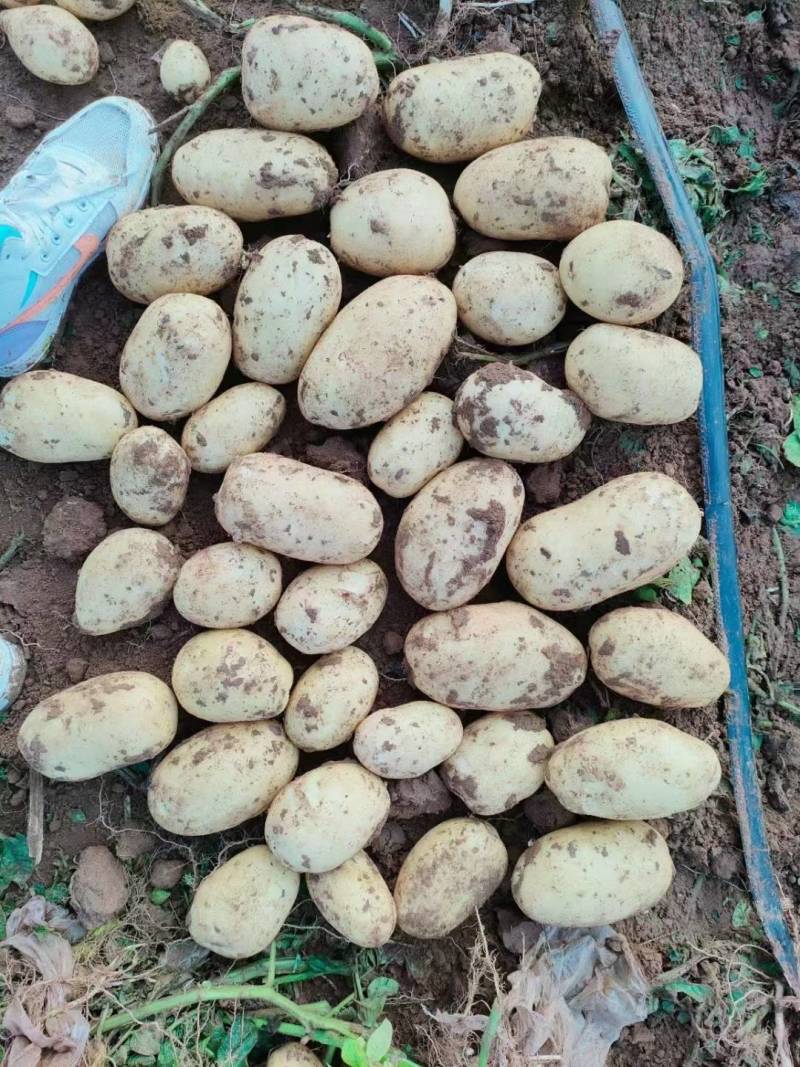 《推荐》通许万亩沃土希森土豆商超品质量大从优