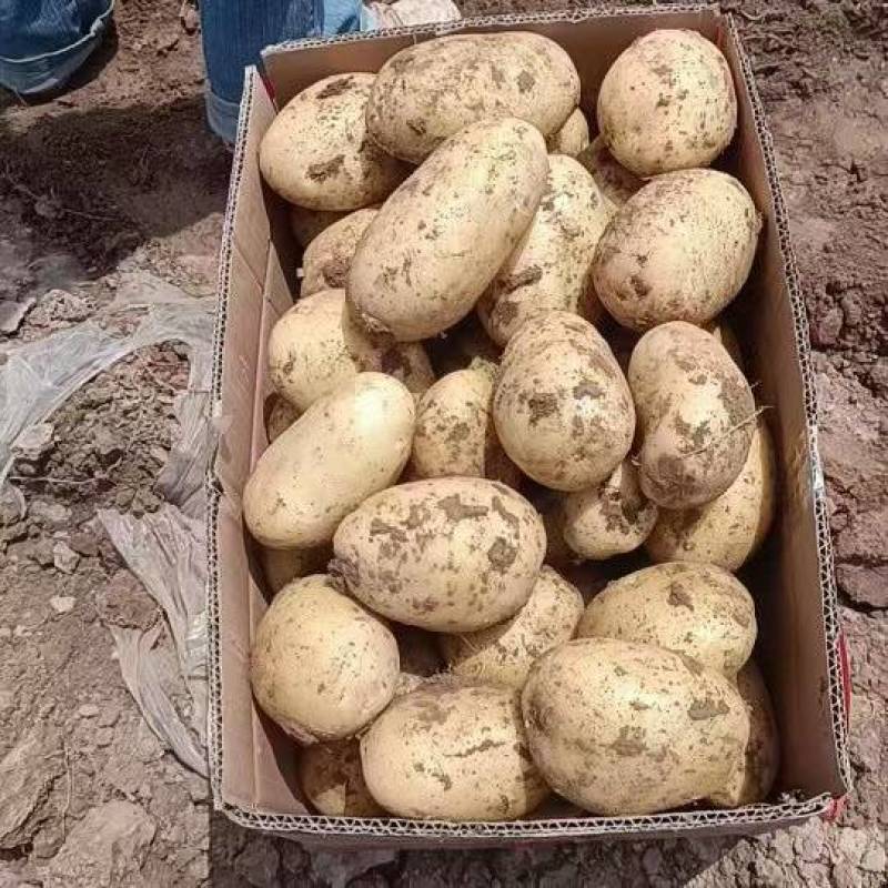 《推荐》通许万亩沃土希森土豆商超品质量大从优