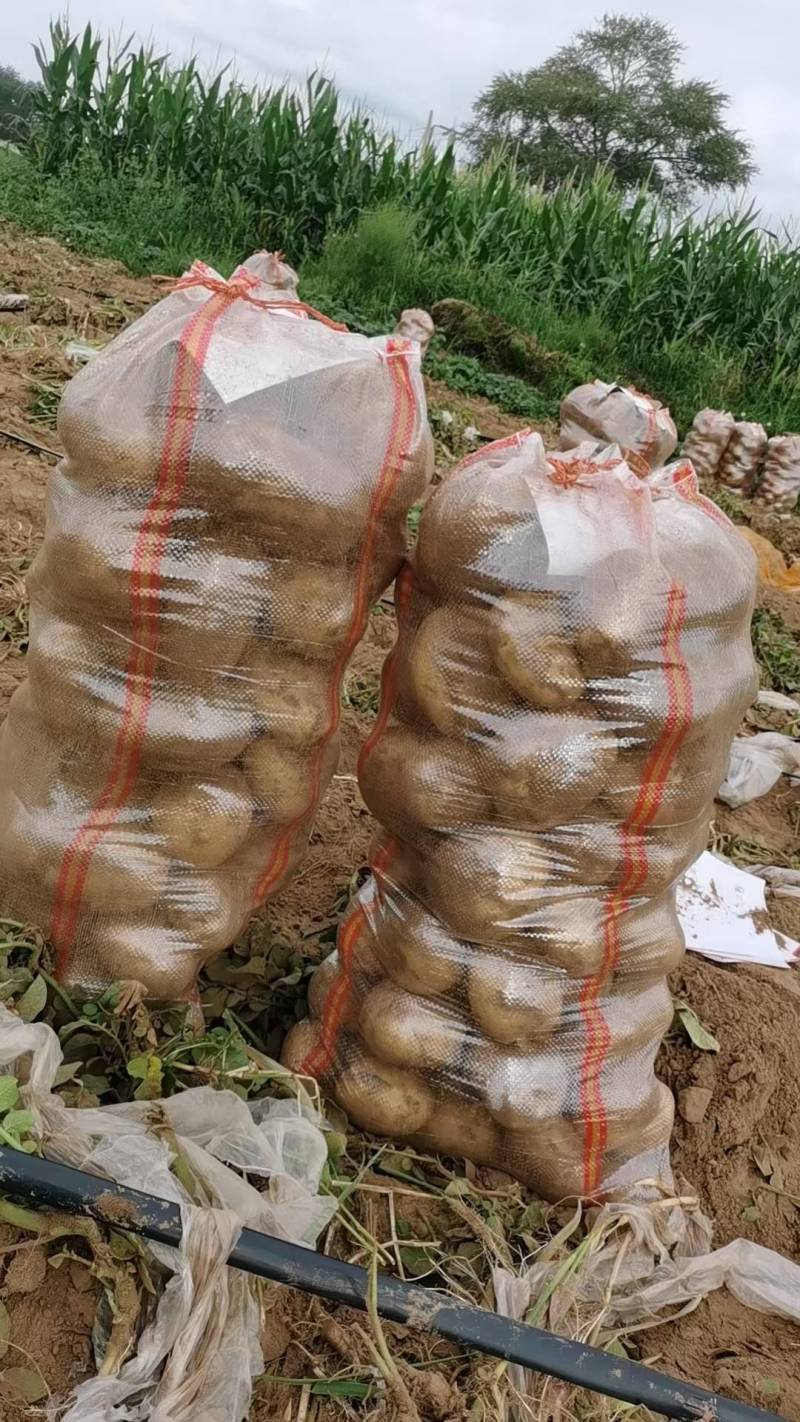 《推荐》通许万亩沃土希森土豆商超品质量大从优