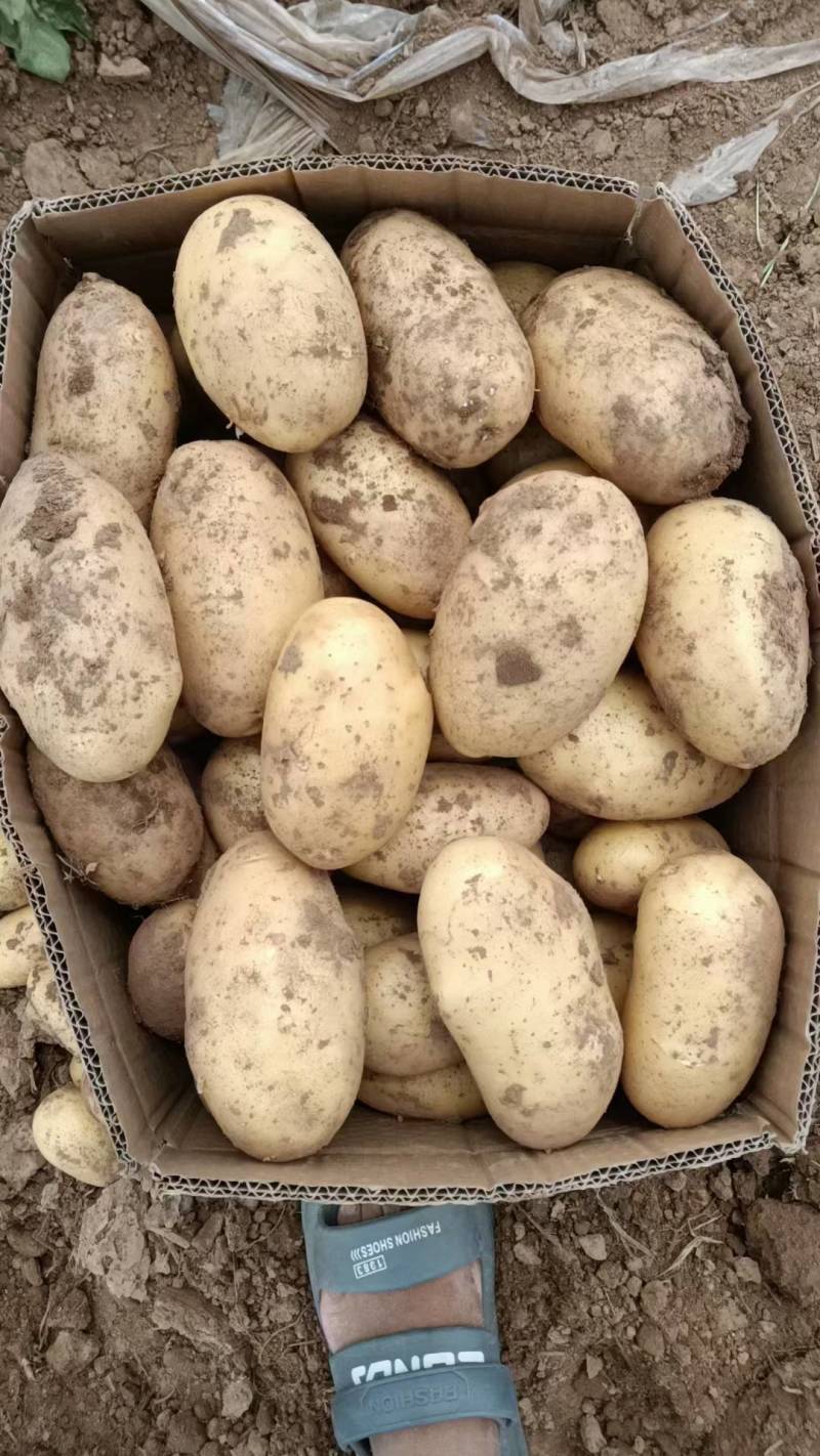 《推荐》通许万亩沃土希森土豆商超品质量大从优
