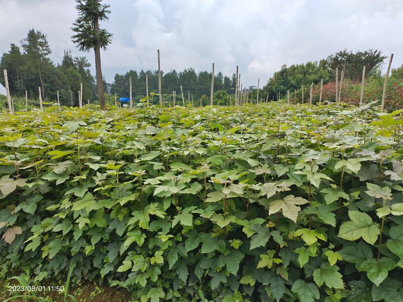 枫香杯苗规格齐全一手货源价格可谈全国接单