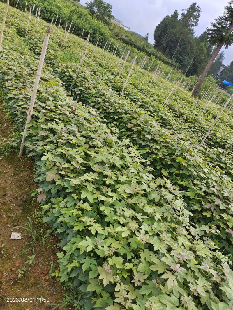 枫香杯苗规格齐全一手货源价格可谈全国接单