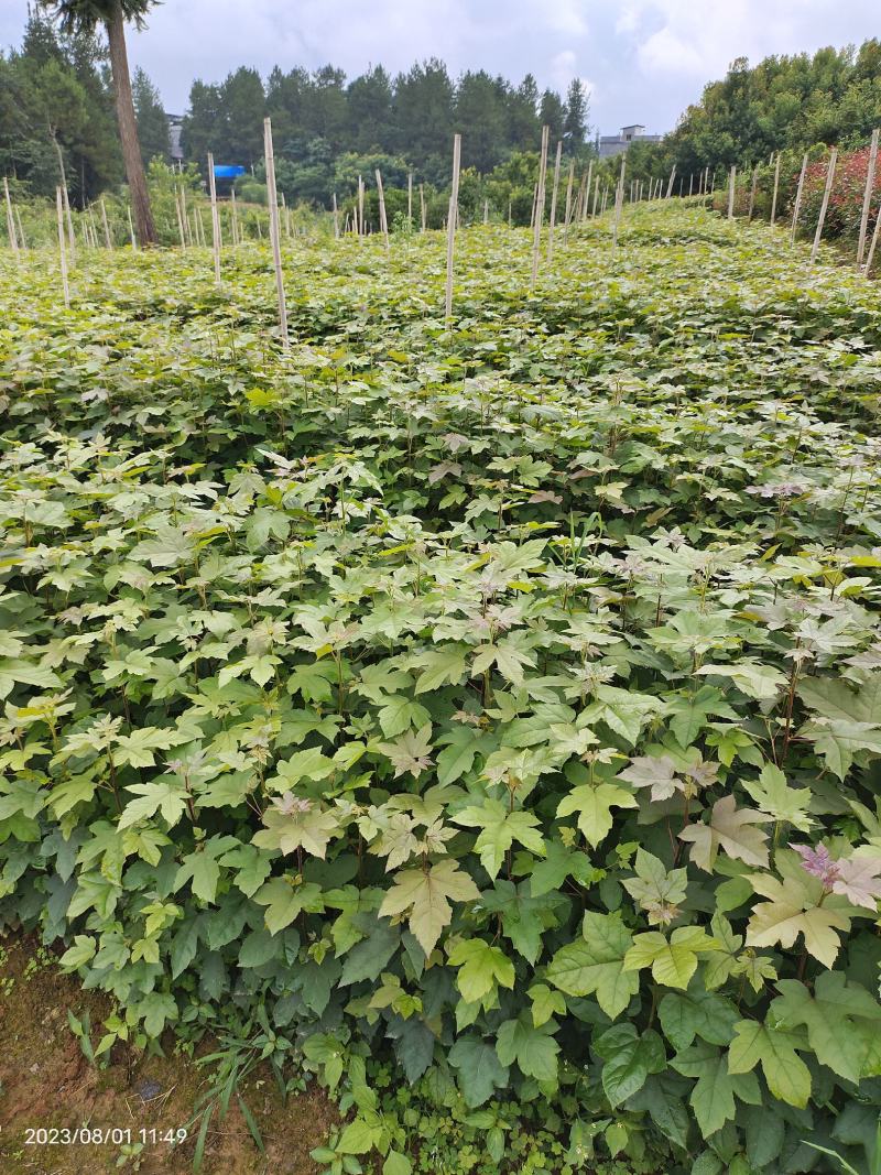 枫香杯苗规格齐全一手货源价格可谈全国接单