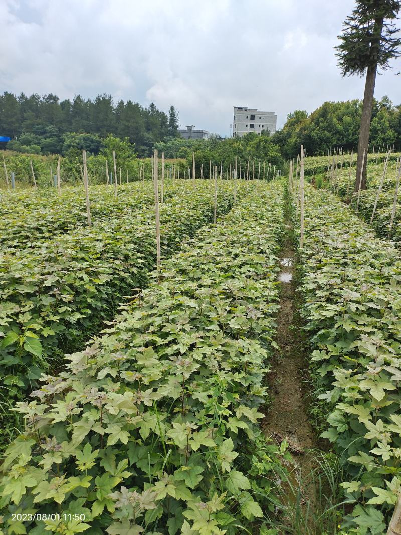 枫香杯苗规格齐全一手货源价格可谈全国接单