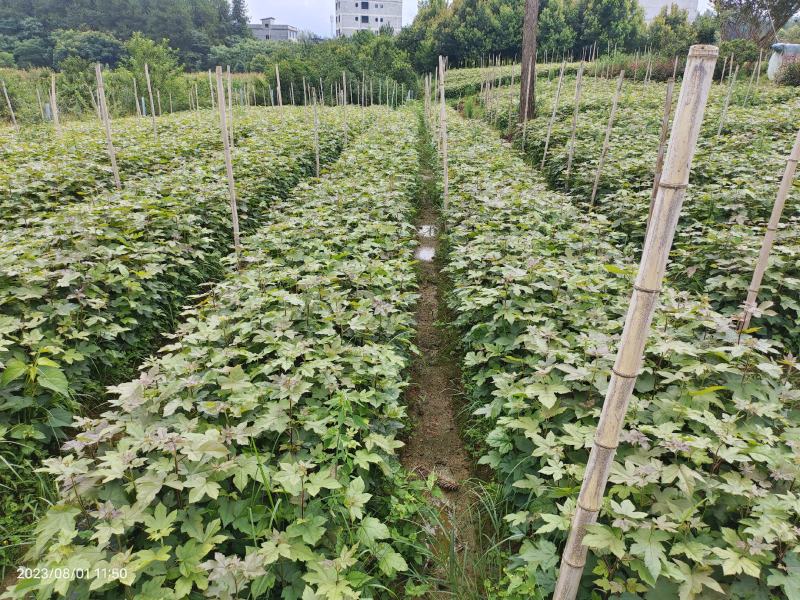 枫香杯苗规格齐全一手货源价格可谈全国接单