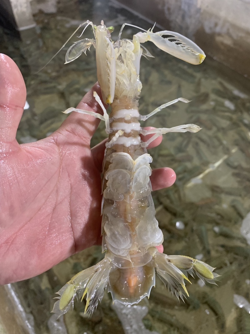 活煮熟冻皮皮虾大肉虾5到8个一盒400克