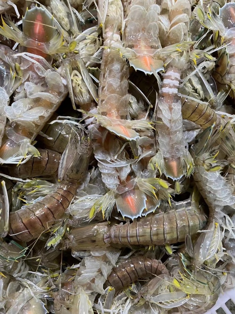 活煮熟冻皮皮虾大肉虾5到8个一盒400克
