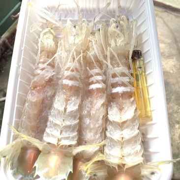 活煮熟冻皮皮虾大肉虾5到8个一盒400克