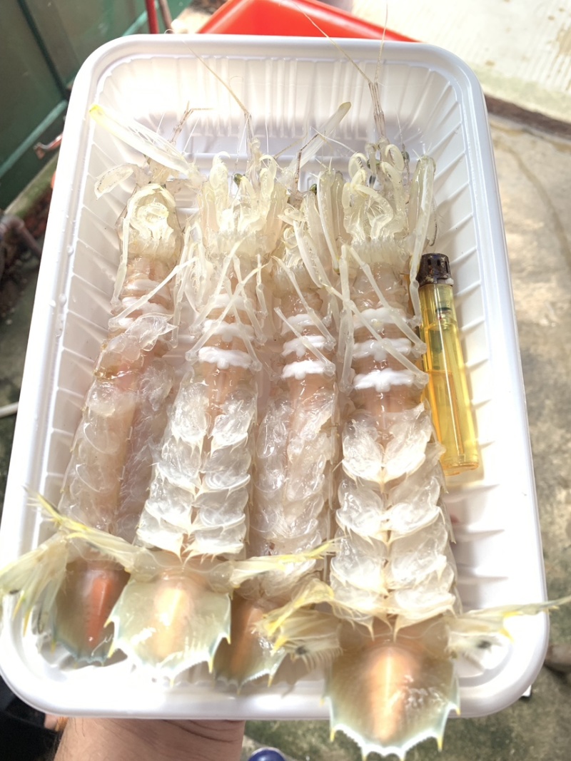 活煮熟冻皮皮虾大肉虾5到8个一盒400克
