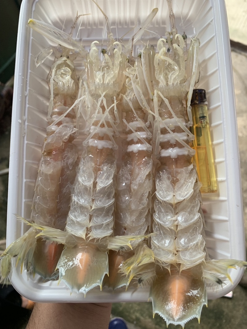 活煮熟冻皮皮虾大肉虾5到8个一盒400克