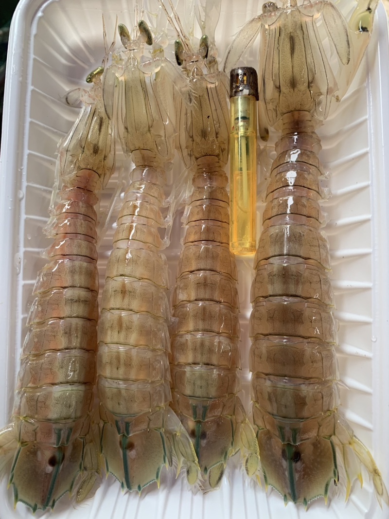 活煮熟冻皮皮虾大肉虾5到8个一盒400克