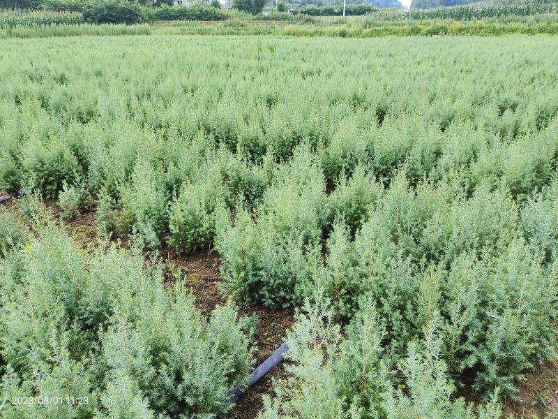湖北川柏杯苗木纹比较细硬度强存活率高技术指导