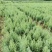 湖北川柏杯苗木纹比较细硬度强存活率高技术指导