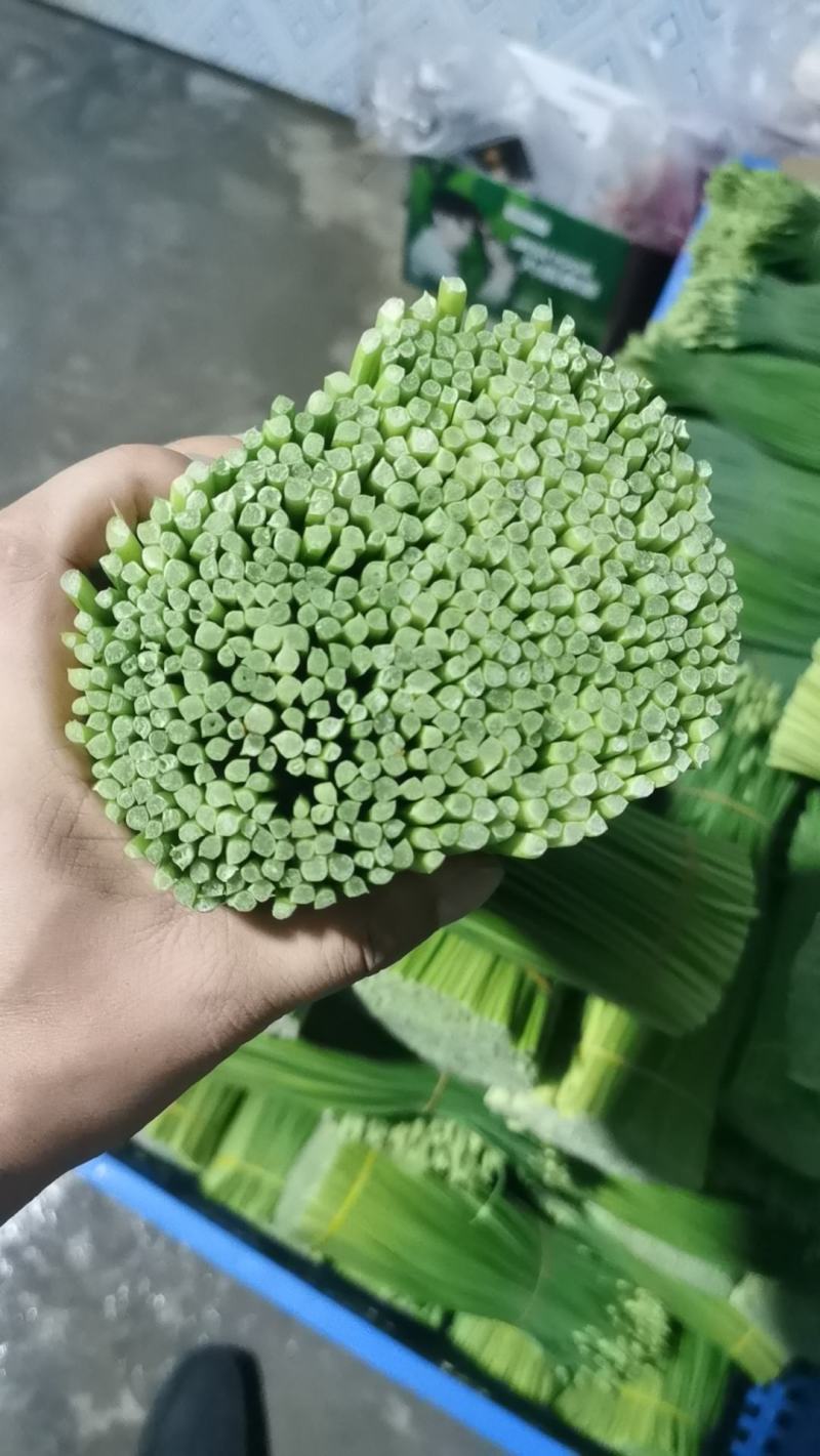 台湾韭菜花