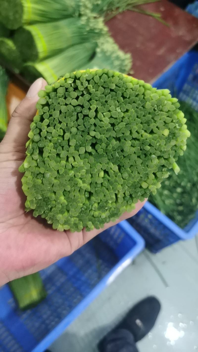 台湾韭菜花