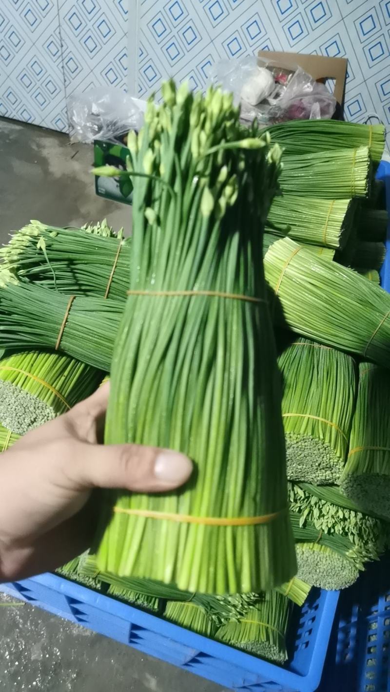 台湾韭菜花