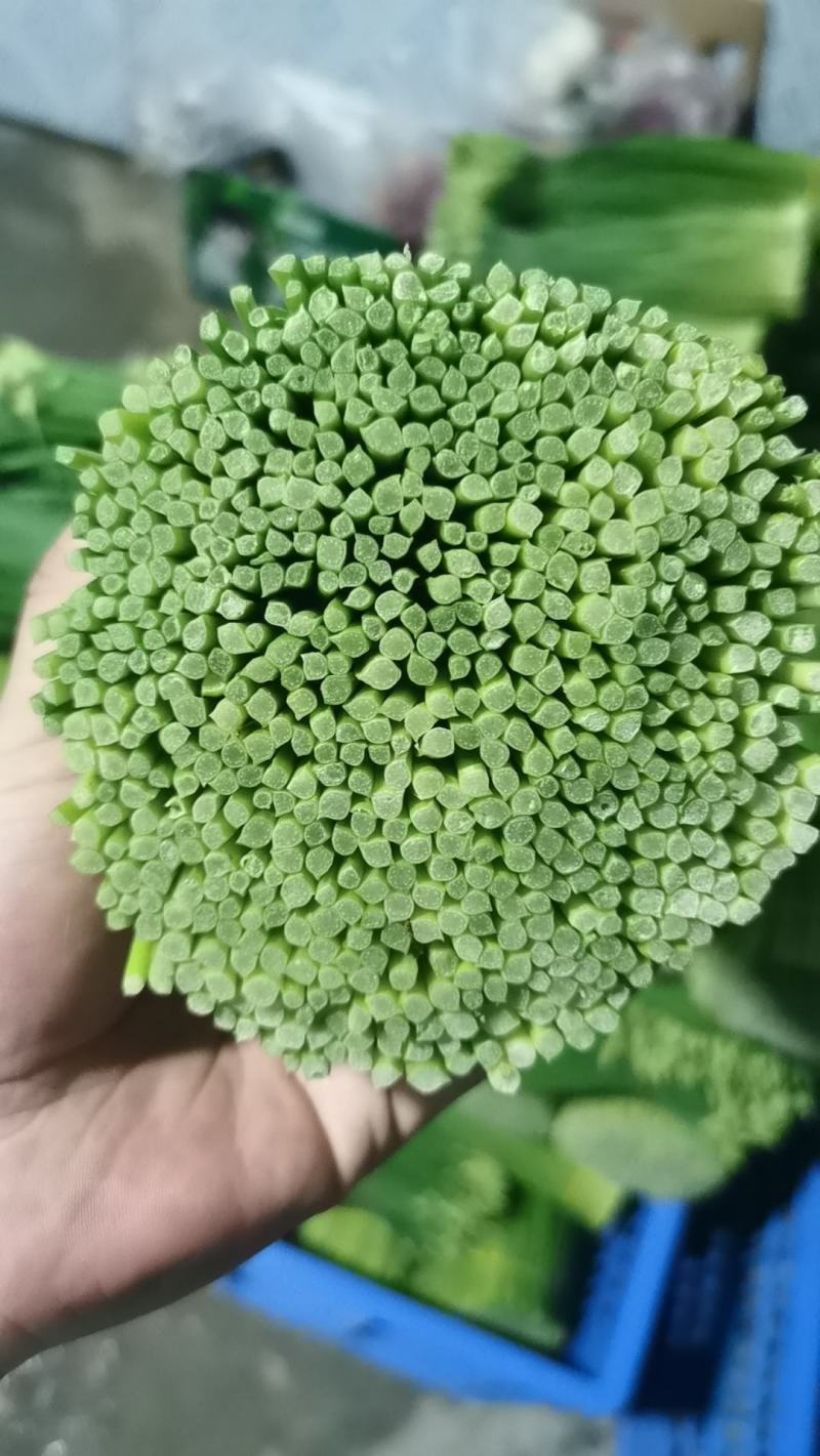 台湾韭菜花