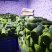 台湾韭菜花