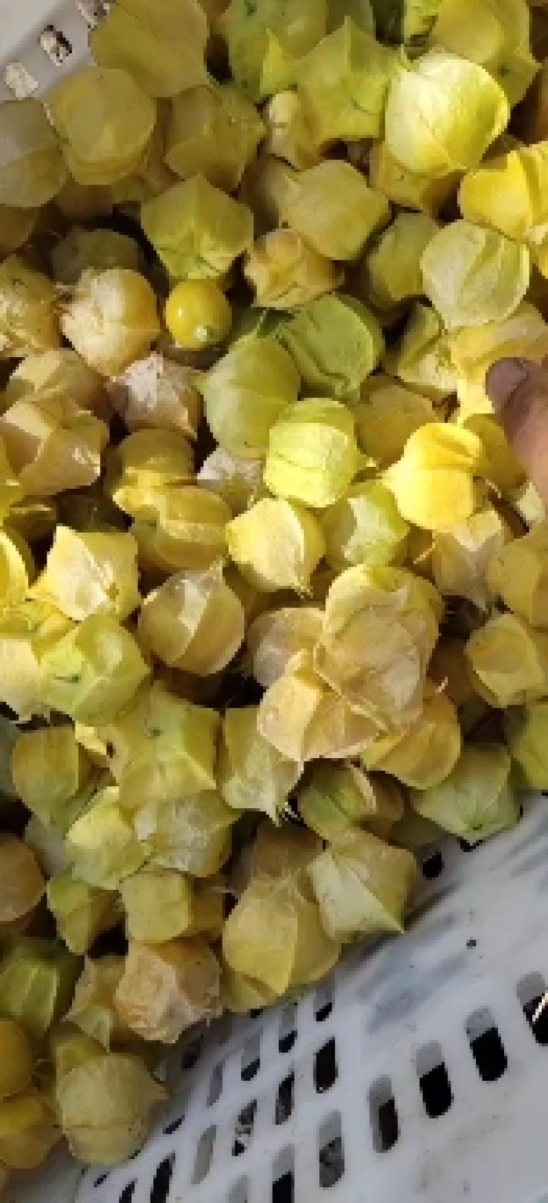 黄菇娘种植基地，大量批发，一件代发，优质售后，诚邀合作