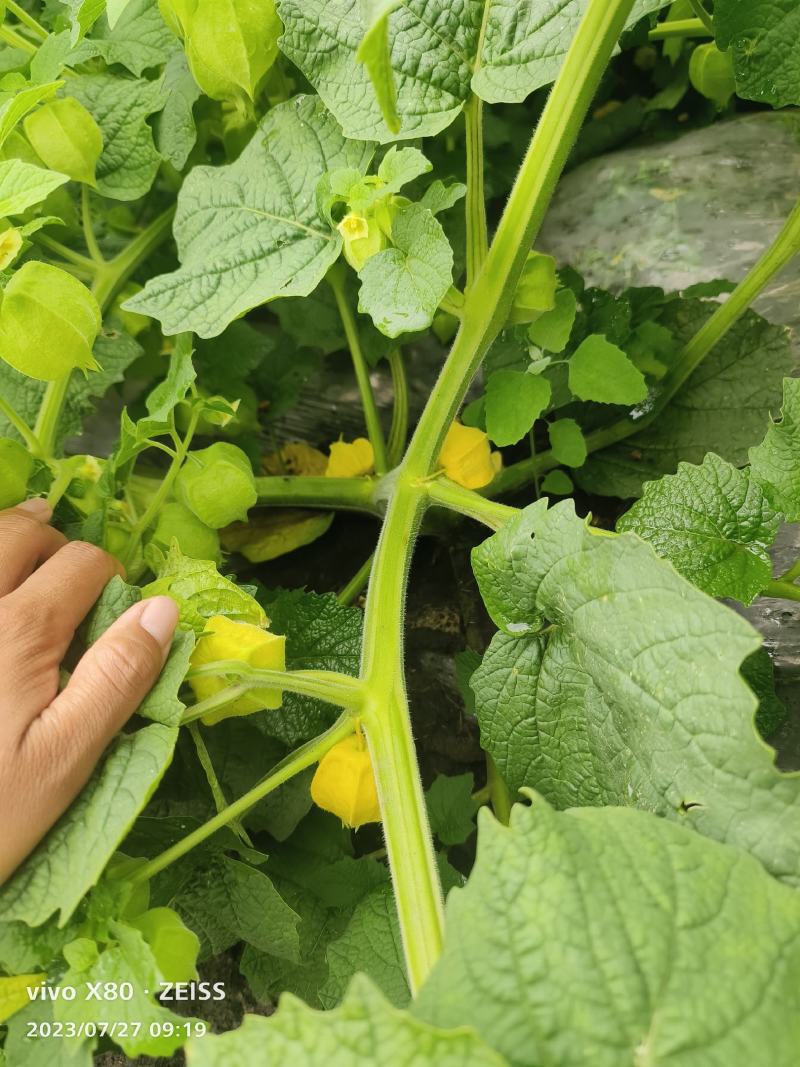 黄菇娘种植基地，大量批发，一件代发，优质售后，诚邀合作
