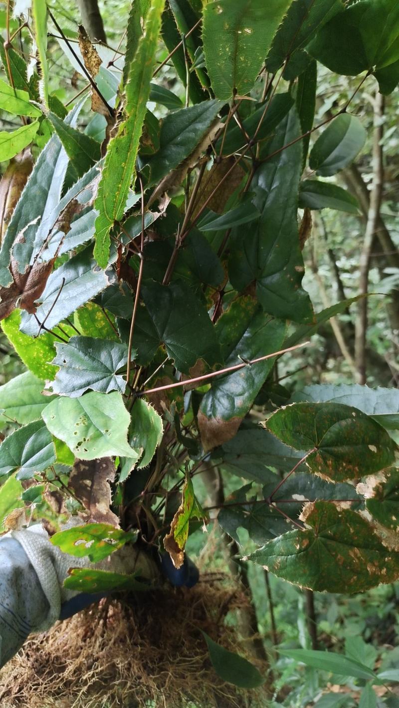 原始森林野生淫阳霍