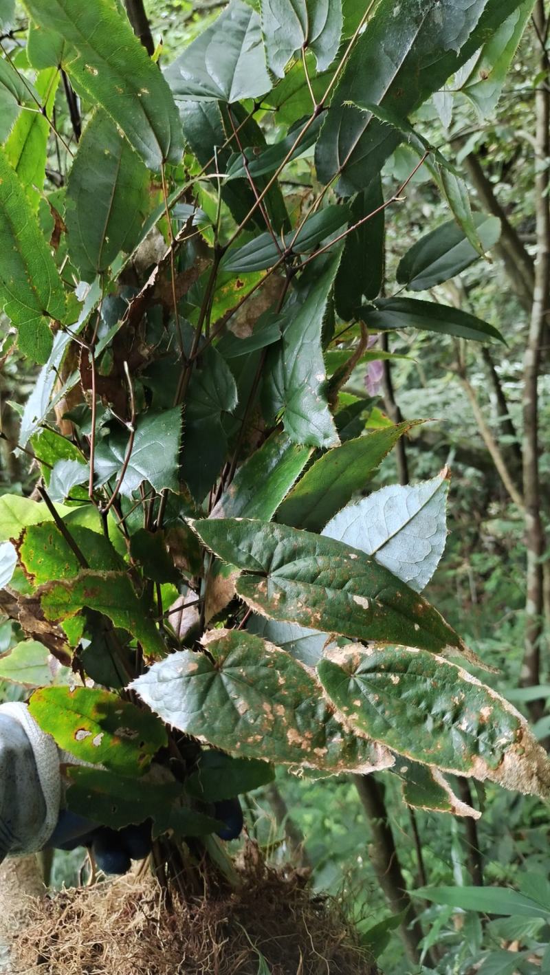 原始森林野生淫阳霍