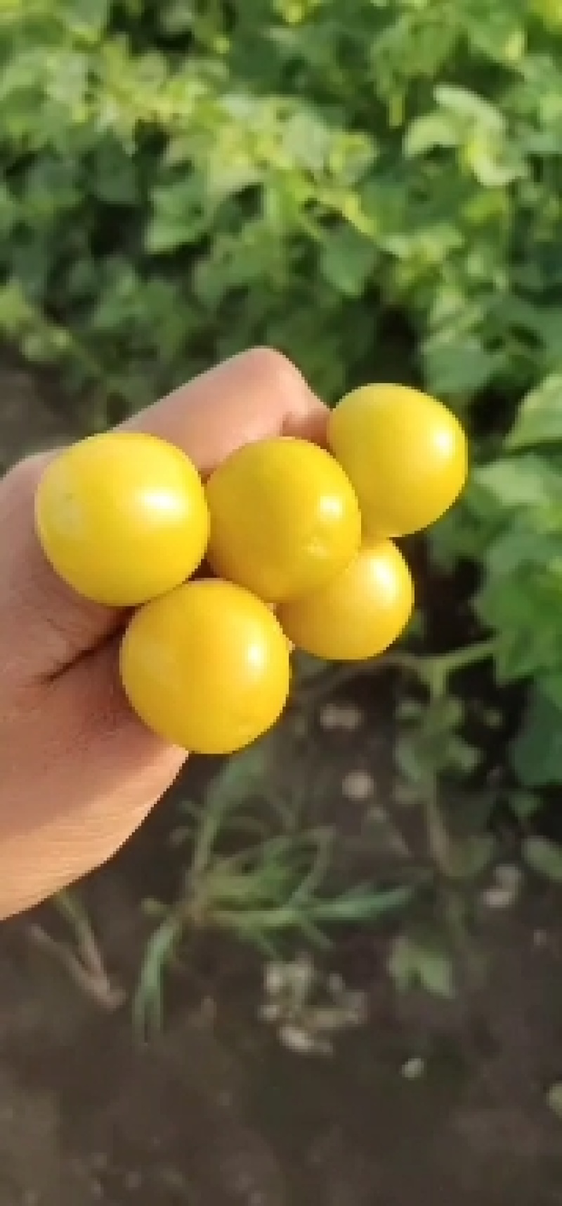 黄菇娘种植基地，大量批发，一件代发，优质售后，诚邀合作