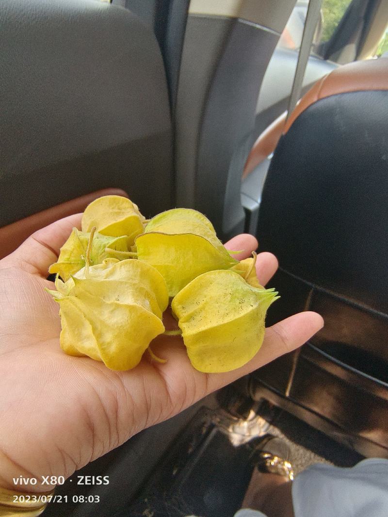 黄菇娘种植基地，大量批发，一件代发，优质售后，诚邀合作