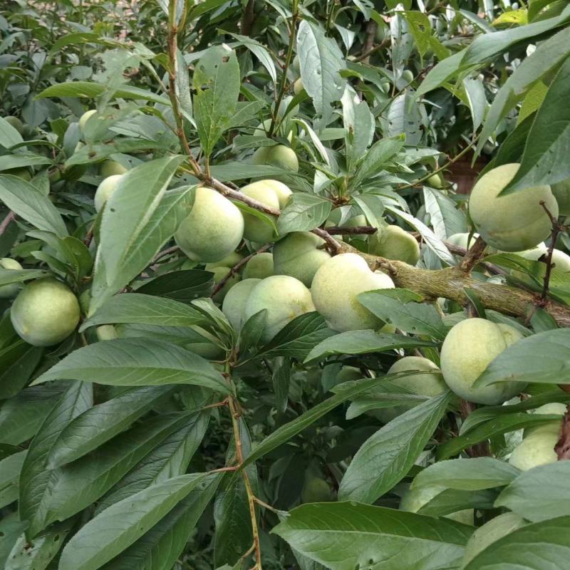 青脆李