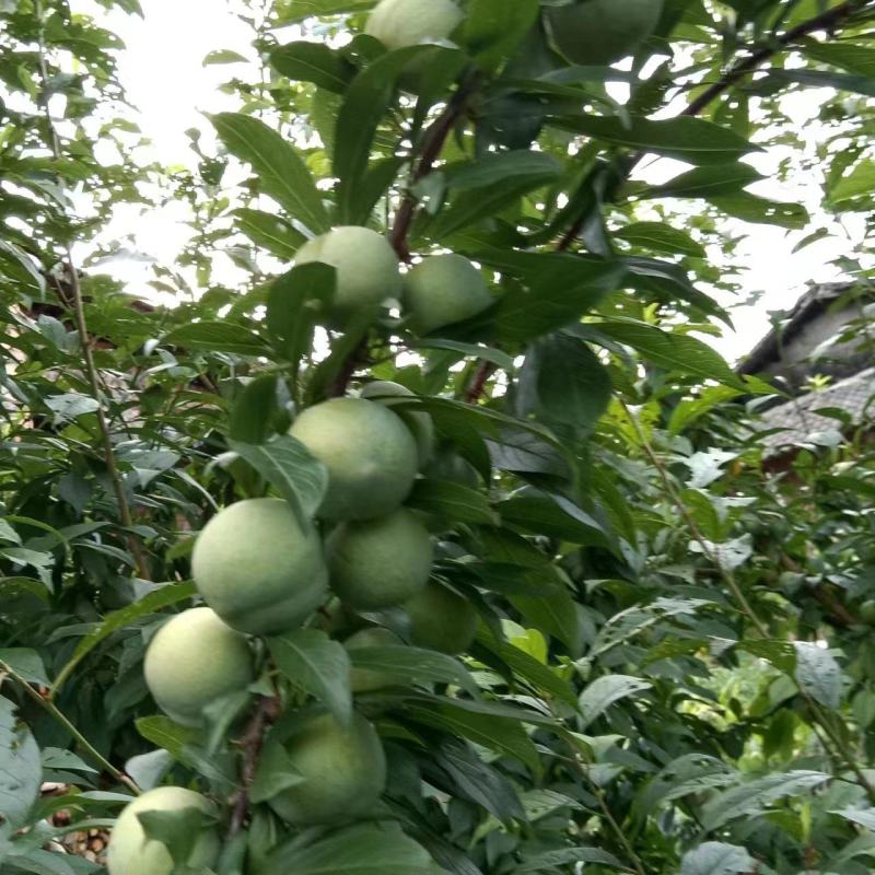 青脆李