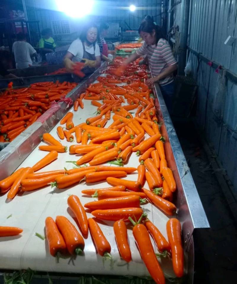 《推荐》河南胡萝卜精品三红胡萝卜诚信经营量大从优