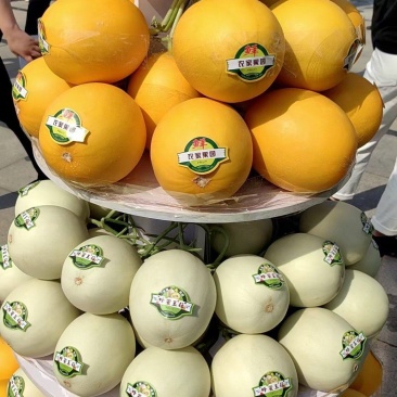 河北玉菇