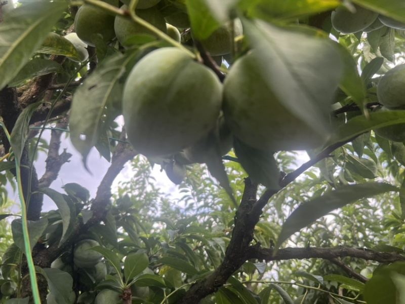 蜂糖香的浦江桃形李在外面吃不到的味道浦江独有