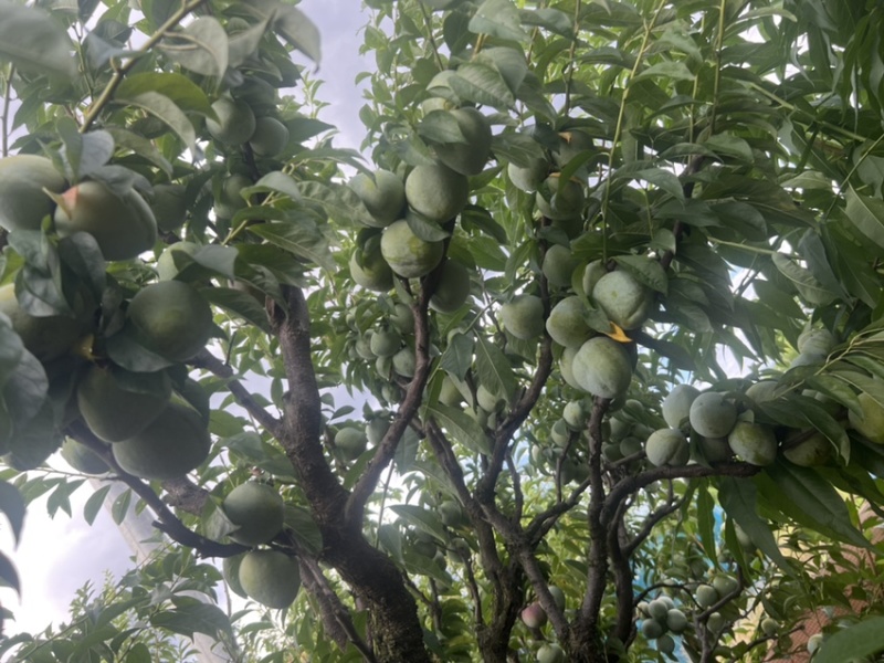 蜂糖香的浦江桃形李在外面吃不到的味道浦江独有