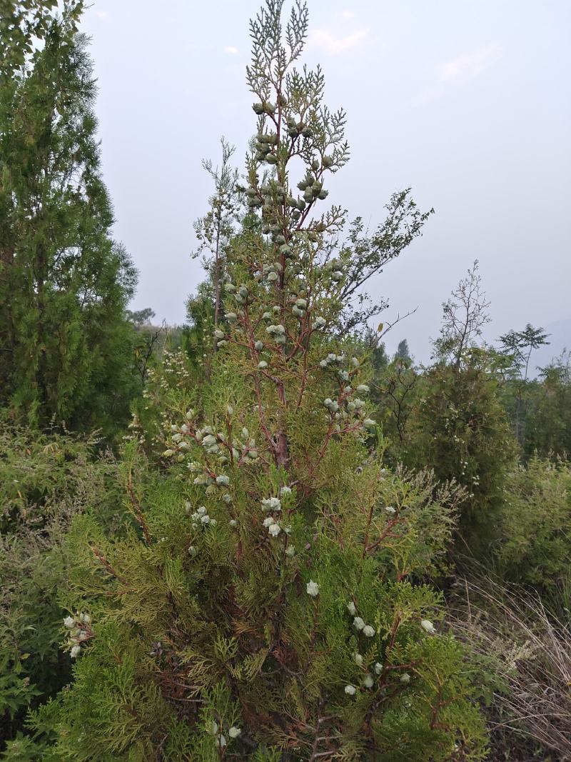 野生柏树种