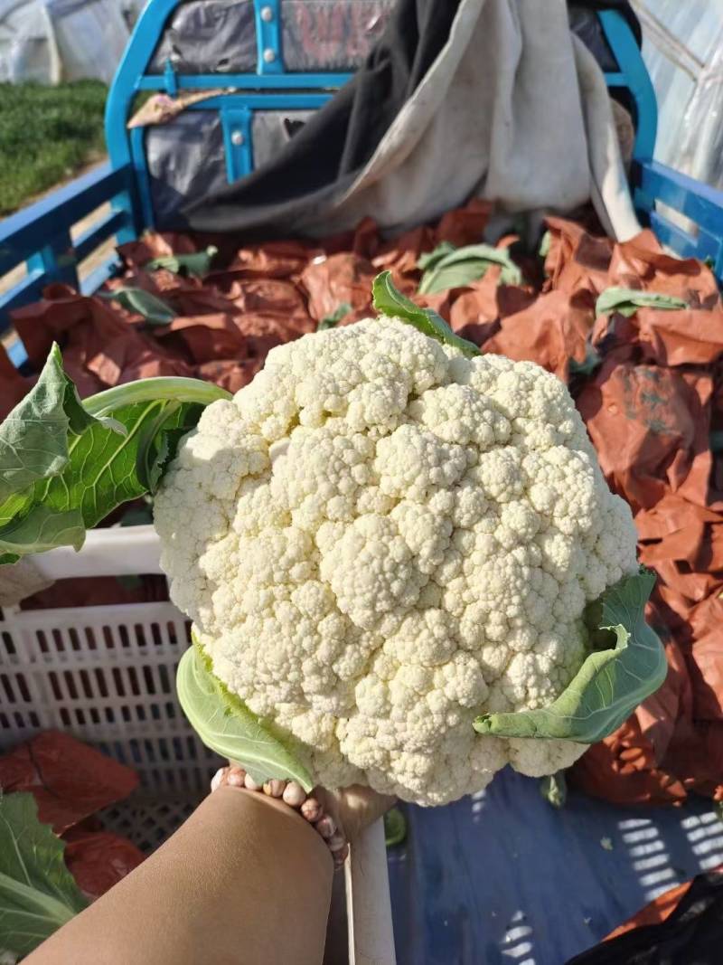 《推荐》精品有机花菜白花菜花无黑点质量优价格便宜