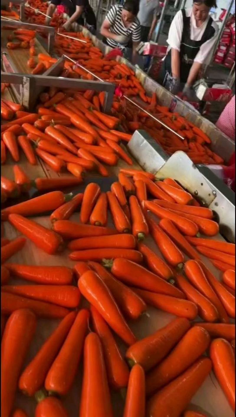 《推荐》河南胡萝卜精品三红胡萝卜诚信经营量大从优