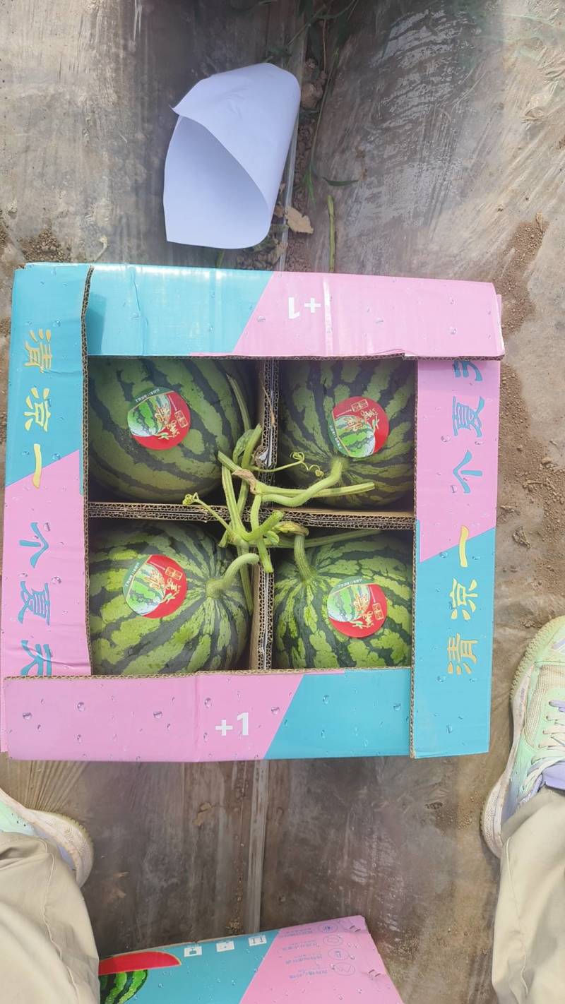 无籽美都西瓜产地一手货，糖度高，红度好，耐运输