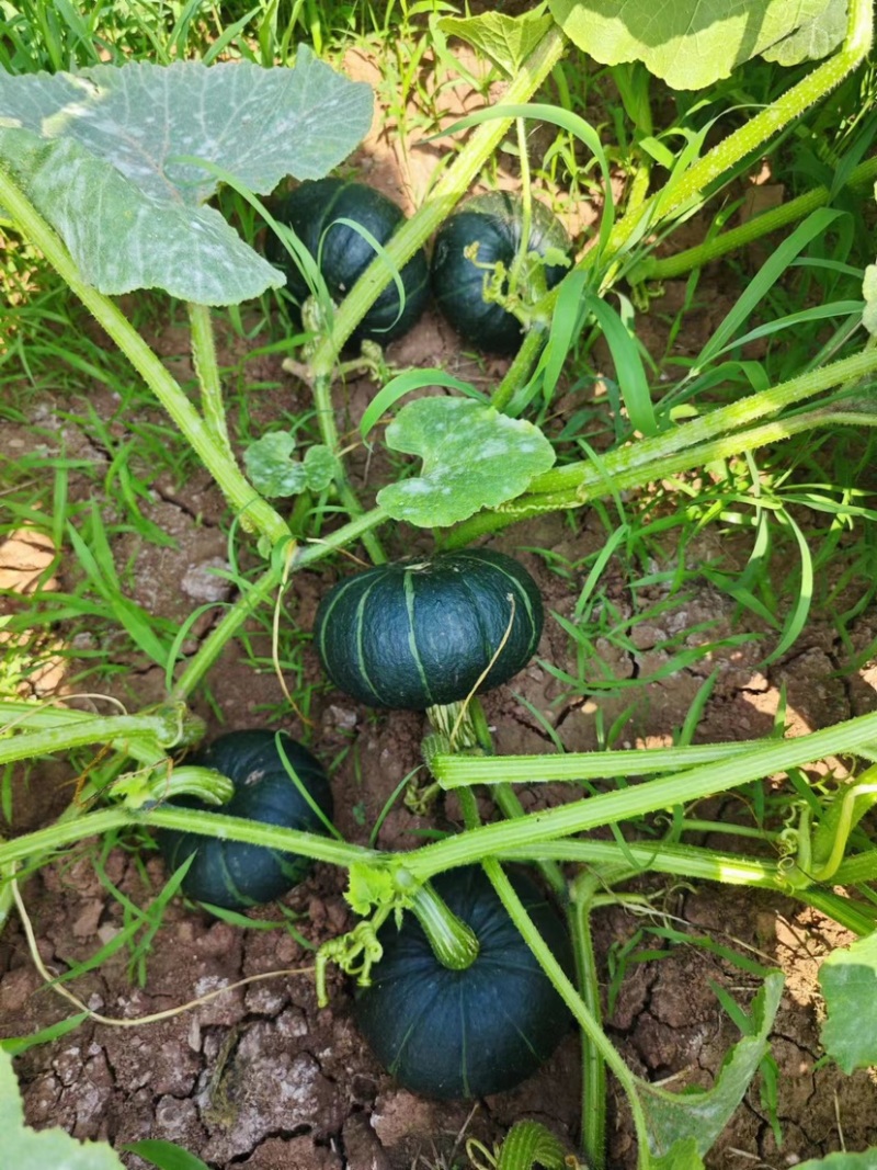 四川贝贝南瓜软糯香甜新鲜采摘大量有货