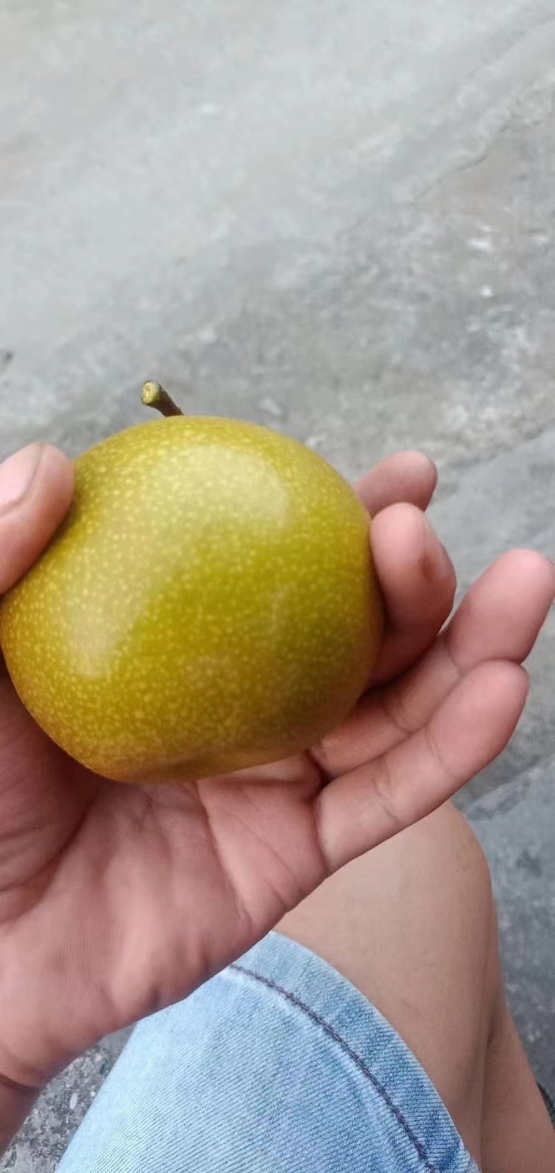黄花梨，灌阳黄花梨，场地大量有货几百万斤，欢迎老板来视察