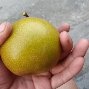 黄花梨，灌阳黄花梨，场地大量有货几百万斤，欢迎老板来视察